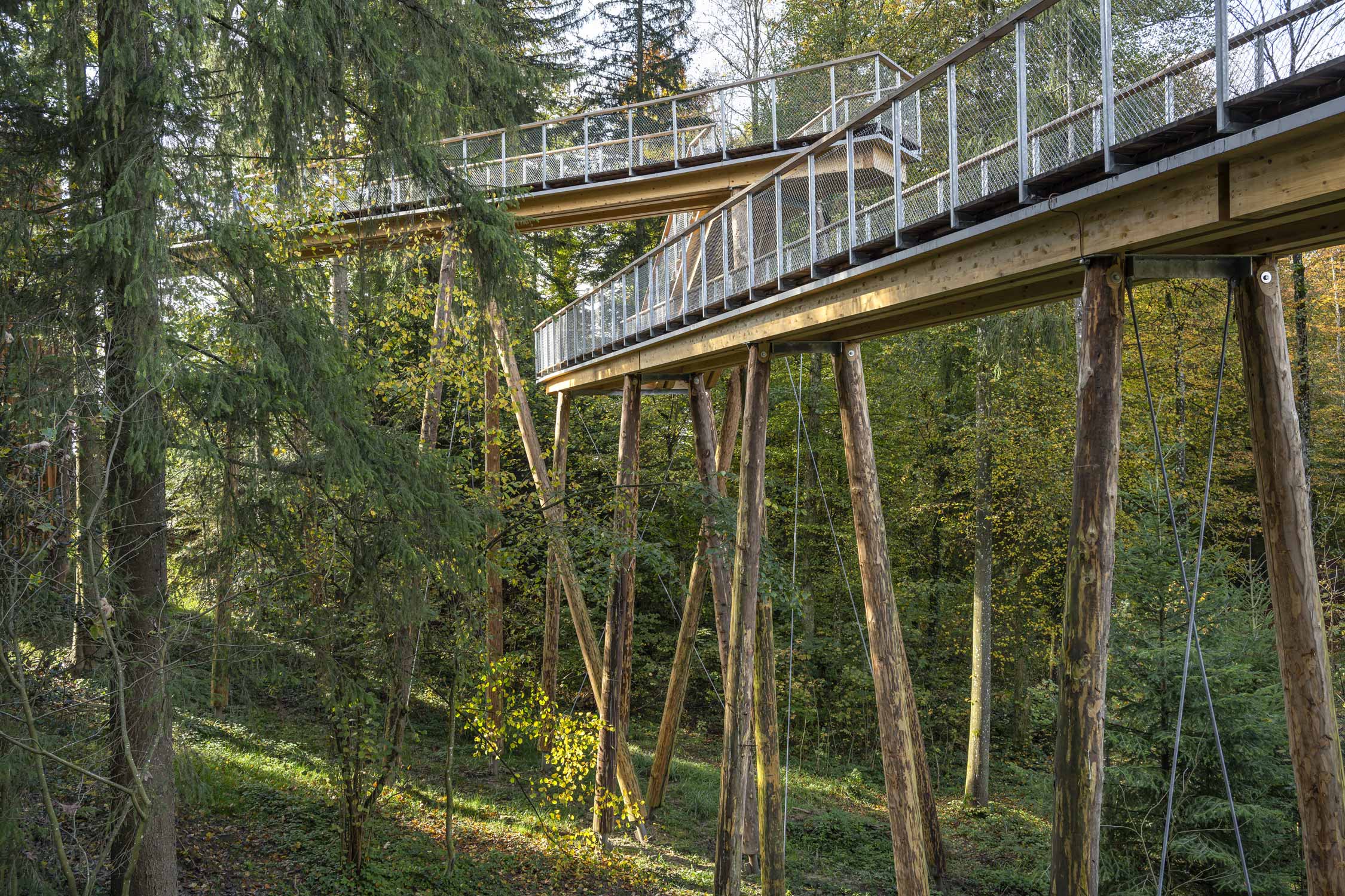 Schlaufensteg Holzsteg mit Treppen führt durch Baumkronen im Wald. Architekturfotograf Regine Giesecke